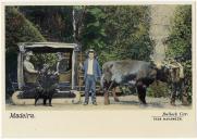 Postal. Madeira. Bullock Car