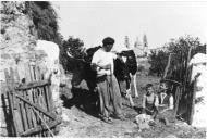 Fotografia Reprodução. Francisco Rodrigues (Ribeirão), de Almada - Mafra, com o gado