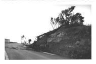 Fotografia de Árvores caidas à beira da estrada