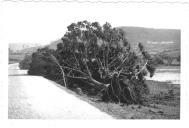 Fotografia de Árvores caidas à beira da estrada